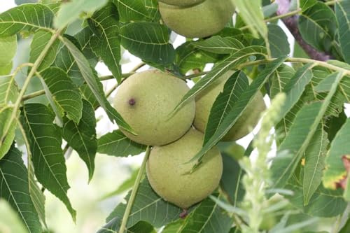 Schwarznuß Juglans nigra Pflanze 5-10cm Schwarznussbaum Walnuß Nussbaum Rarität