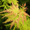 Acer palmatum 'Seiryu' | Japanischer Ahorn-Laubbaum-Gartenpflanzenbaum im Topf