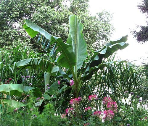 Large Musa basjoo Japanese Banana Plants in 5 Litre Large Growers pots 50-60cm Plant stem. Make Excellent Gift Plants. Grown by WorldGardenPlants
