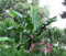 Large Musa basjoo Japanese Banana Plants in 5 Litre Large Growers pots 50-60cm Plant stem. Make Excellent Gift Plants. Grown by WorldGardenPlants