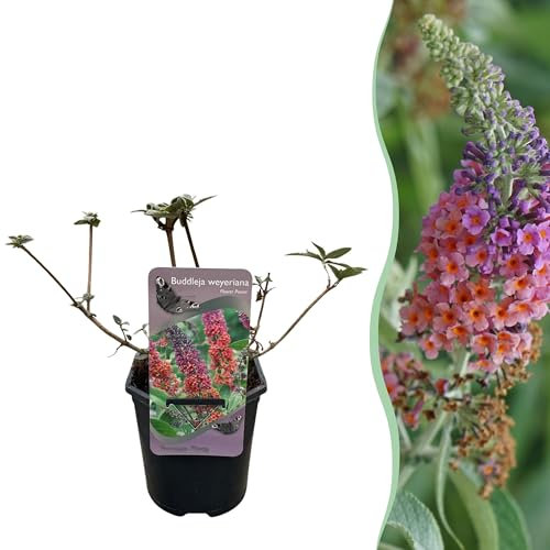 GreenboutiQ - Buisson à Papillons - Buddleja davidii Flower Power - Fleur Orange Violet - 1 Plante - Caduc - Attire les Papillons - Pot 17cm Hauteur 30cm