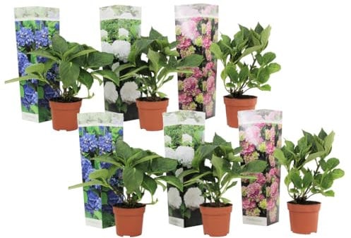 Plant in a Box - Hydrangea macrophylla 'Early Blue', 'Early Pink', 'Wudu' - Ortensia - Misto di 6 - Vaso 10,5 cm - Altezza 25-40 cm