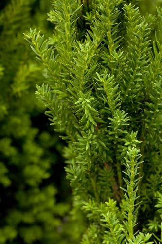 Bechereibe 'Hillii' 20-30 cm Topf Taxus media Heckenpflanze immergrün | Taxus media Hillii, dicht, säulenförmig, sonnig bis halbschattig, Hecke und Kübel, winterhart bis -23 °C