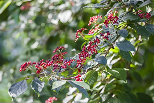 Viburnum lantana 150-200 cm - Wolliger Schneeball, weiße Blüten, Blütezeit Mai-Juni, ideal für Hecken, bienenfreundlich, winterhart