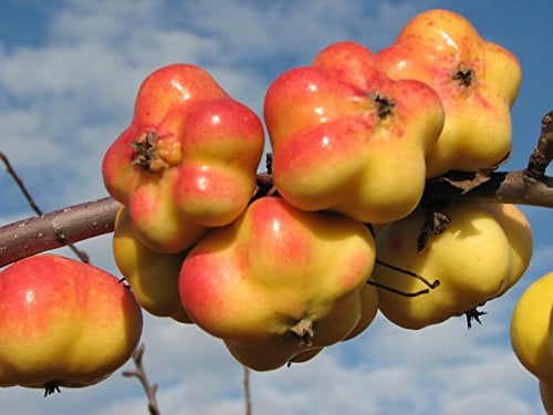 Apfel 'Apistar' ca. 150 cm im 10 Liter Topf