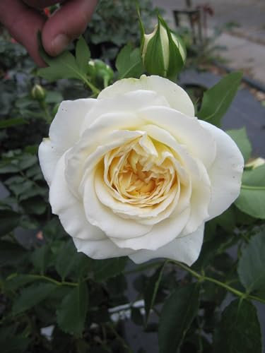 Rosa Friedenslicht ® - Strauchrose Friedenslicht ® - Tantau Rose