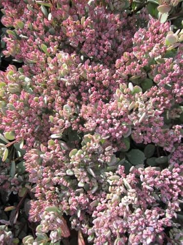 Japanische Fetthenne - Sedum cauticola - Felsen-Fettblatt - Himalaya-Fetthenne Stückzahl Rabatt 3er-Paket