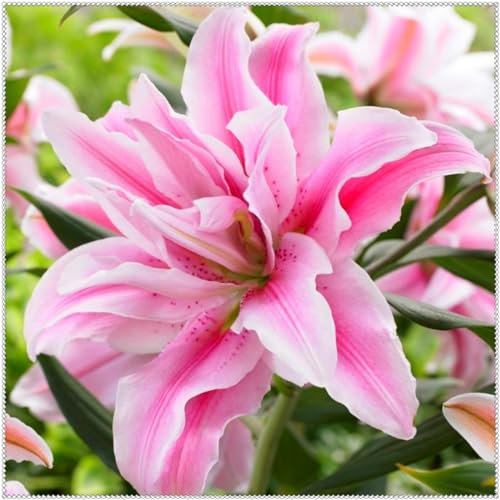 Lilium zwiebeln,Lilien knollen kaufen,lilien pflanzen winterhart, Heimdekoration, duftend, Schnittblumen, einfach zu züchten-2zwiebeln-A