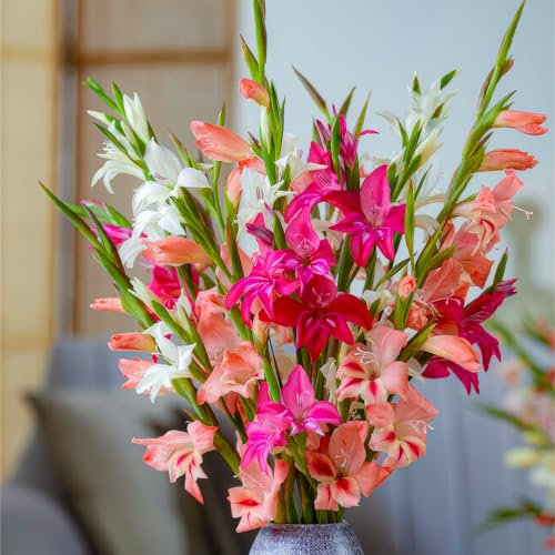 FLORIUM - Gladiolen Zwiebeln Botanisch Nanus Kollektion (50 blumenzwiebeln) | Exklusivmischung pflanzen aus Holland | 7 Sorten/Farben | Dekoration für Garten, Balkon (keine Samen, nicht winterhart)