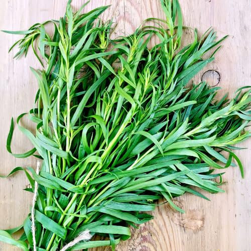 Tarragon Russian Seeds – Hardy Herb for Culinary Use – Ideal for Herb Gardens, Pots & Borders – Strong Growth & Aromatic Leaves – Easy to Grow from Seed – Perfect for Seasoning and Tea