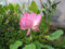 500 Samen Lotusblume Pink -Nelumbo nucifera-