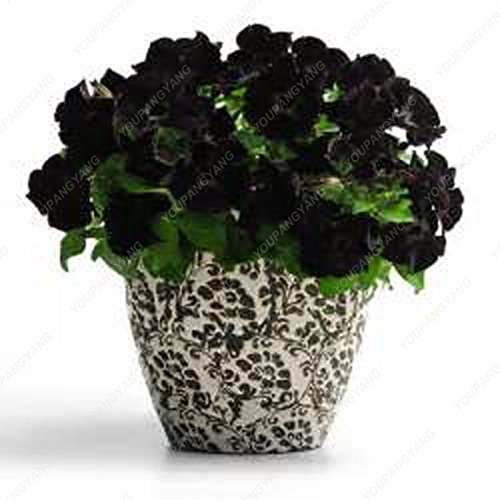 100 semillas Negro Petunia Petunia --Black terciopelo, rara variedad, resistente, duradera balcón, patio de flor libres del envío