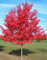 Acero Rosso Rubrum Acero Rubrum Acero Scarlatto in Vaso ø 10 cm H 50/100 cm Vivaio di Castelletto
