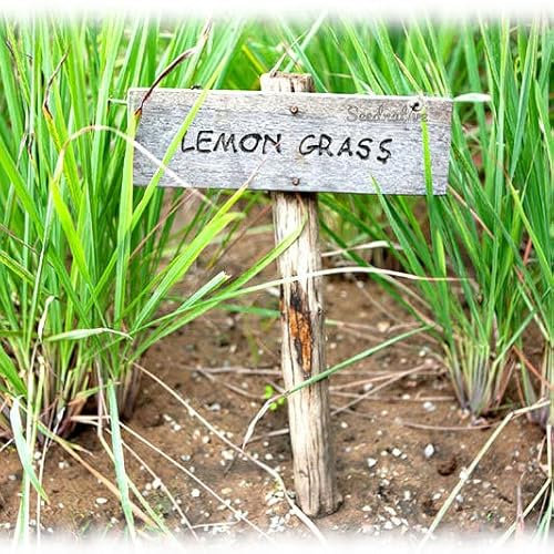 Semillas de Lemon Grass Planta Aromática con Muchas Propiedades