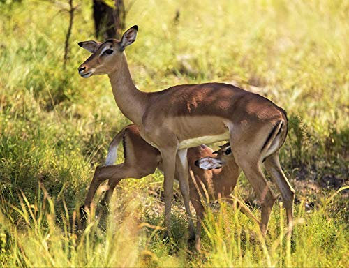 hansepuzzle 84304 - Rehe Puzzle 1000 Teile - Natur-Puzzle mit hochwertiger Aufbewahrung: Kartonbox und wiederverschließbarem Beutel - Format 60 × 46 cm
