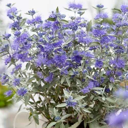 Plant Theory Sterling Silver Bluebeard Caryopteris x Clandonensis Shrub Plant 2L Pot