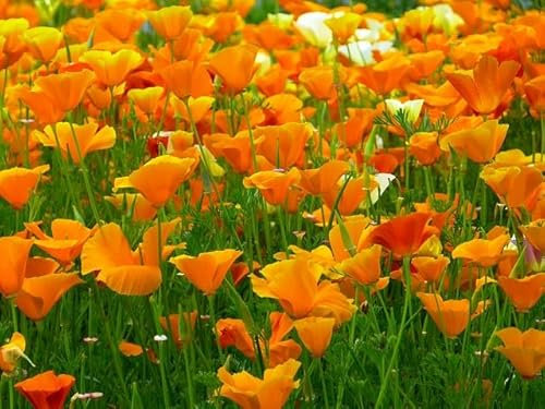 Graines Pavot de Californie orange coquelicot orange Eschscholtzia simple orange- Sachet de 1,5 grammes - Graines de style