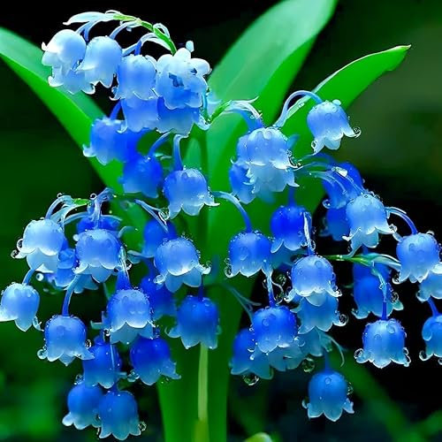 Bulbos de lirio de los valles,Planta perenne de lirio de los valles,Planta una vez y florece año tras año.Fácil mantenimiento,Decoración de jardines-3 Bulbos-E
