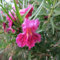 100 semi di fiori di salice del deserto rosa
