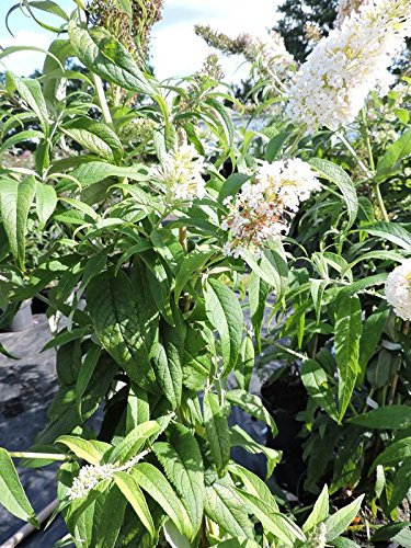 1 Stück Sommerflieder / Schmetterlingsflieder 'White Profusion' (Buddleja davidii 'White Profusion') Containerware 40-60 cm hoch,