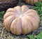 Portal Cool 25 Kürbissamen (Moschus-Kürbis Squash) 100% Bio. Nicht ohne Gentechnik. uk Verkäufer