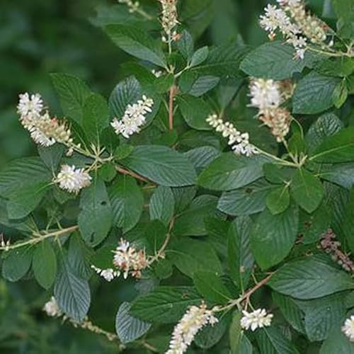 Silberkerzenstrauch - Clethra alnifolia - 50-60 cm Topf - Duftender Sommerblüher