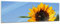 Bilderdepot24 Glasbild - Sonnenblume mit Biene - 90 x 30 cm - Deko Glas - Wandbild aus Glas - Bild auf Glas - moderne Glasbilder - Glasfoto - Echtglas - kein Acryl - Handmade
