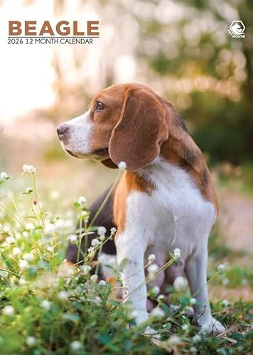 Beagle Dog Kalender 2026, A3, Wirobound, vollfarbig
