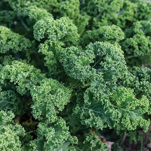 Gardeners Kitchen - Kale - 'Dwarf Green Curled' 6 X Medium Plug Vegetable Plants.