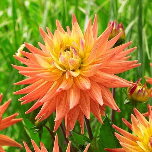 Dahlien Kaktus Orange Knollen, 5 Dahlienzwiebelsorten Mix aus Holland, echte große Dahlienpflanzen für Garten und Töpfe (keine Samen, nicht künstlich)