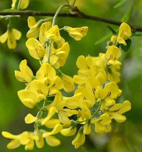 Hochstamm Goldregen Alschingeria 80-100cm - Laburnum anagyroides