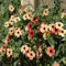 100 Black Eyed Susan Vine Schwarzäugige Susanne/Thunbergia Alata Blumensamen ~ Einfach zu wachsen, Beautiful