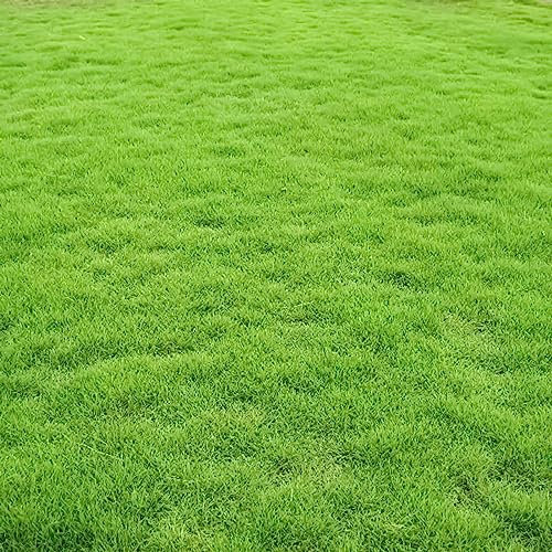 300 UNIDS Semilla de Hierba Verde Resistente al Pisoteo Buena Resistencia a la Sombra Verde Oscuro Estacional Césped Constructor Flor Árbol Frutal Semillas Vegetales Semillas de hierba verde