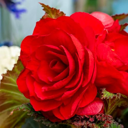 Bulbi di BEGONIA | Bulbi provenienti dai migliori produttori Olandesi | Esclusiva selezione e controllo qualità | Fioritura garantita dal primo anno. (3 Bulbi di Begonia DOUBLE RED)