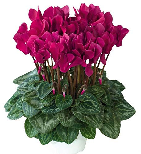 Ciclamen M-14 Flores Colores Surtidos en Maceta Planta Natural 1 Unidad