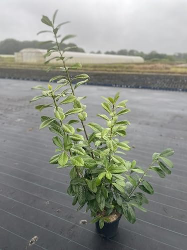 100st. Kirschlorbeer Rotundifolia 60-100cm im Topf viele Triebe Buschig XXL reine Pflanzenhöhe Prunus laurocerasus Lorbeer schnellwachsend Heckenpflanze