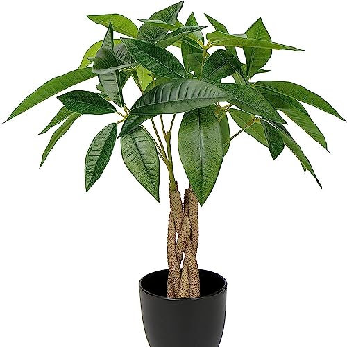 1 pcs glückskastanie samen - bonsai baum tree,Pachira Aquatica,Seltene Pflanzen serie, baumsamen kübelpflanzen immergrüne pflanzen winterhart topf pflanze gartenpflanzen winterhart