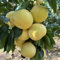 50 pcs Pomelo baum samen, obstbäume kaufen zimmerpflanze exotische früchte grünpflanzen obstbäume deko pflanzen bio saatgut obstbaum ausgefallene geschenke seltene pflanzen obst samen