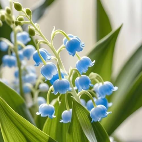 Lily of The Valley Bulbs Flowering Bulbs，Strong Plants That Grow Well/Mix Golden Jade Carving Feels Perfect-C-3 Bulbs