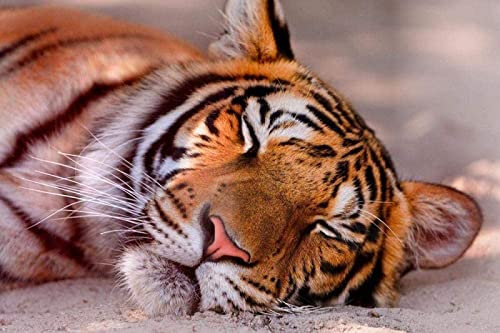 Amdieu Puzzle für Erwachsene, 1500 Teile, Kinderpuzzle, Spielzeug, schlafender Tiger, Geschenkspielzeug, Beste DIY-Wohnkultur