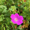 Blumixx Stauden Geranium sanguineum – Blutstorchschnabel, karminrot blühend, winterhart & bienenfreundlich, im 0,5L Topf, ideal für Beet & Steingarten