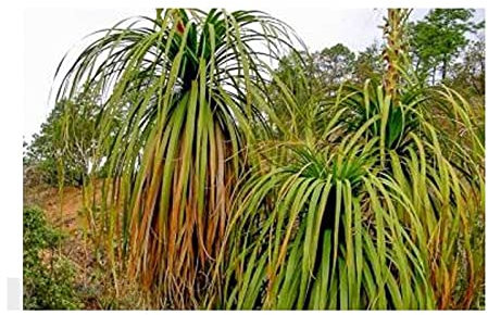 Pezzi - 10x Nolina Longifolia Oaxaca Palma Bottiglia Caudice Giardino Piante - Seme ID31 - Seeds & Plants Shop by Ipsa