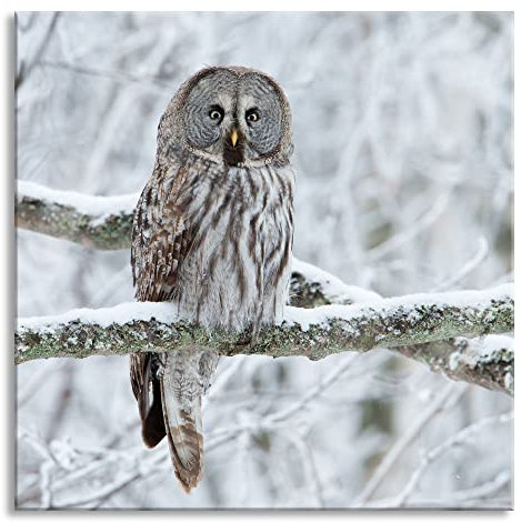 Pixxprint Glasbild, Wandbild auf Echtglas, Eule auf Ast, 40x40 cm, inkl. Aufhängung und Abstandshalter