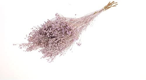FloristryWarehouse Bouquet de balai séché Pastel Bloom 40 cm Lilas brumeux