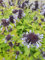 Nepeta grandiflora Blue Danube - Großblütige Katzenminze Blue Danube Verpackungseinheit 3