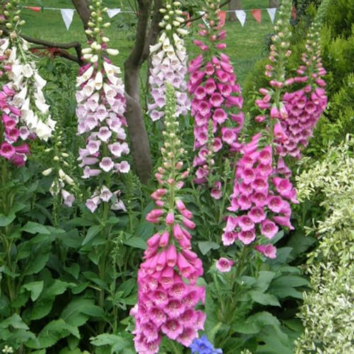 1 bolsa de semillas digitales, pequeñas, naturales, no transgénicas, bonitas semillas de dedalera de flores para jardín, semillas de jardinería para plantar ahora Semillas de digitalis purpúrea