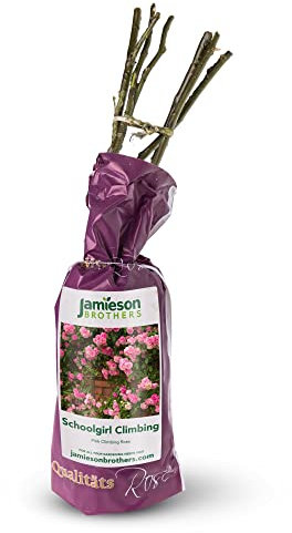 Climbing Rose - Schoolgirl, Bare rootball by Jamieson Brothers