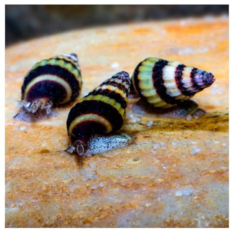 AQ4Aquaristik 3 x Raubschnecke, Clea Helena, Schneckenfresser, Anentome
