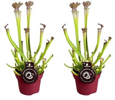 Sarracenia Farnhamii - Fleischfressende Pflanze - Zimmerpflanze - Ø12cm - 40cm - 2 Stück