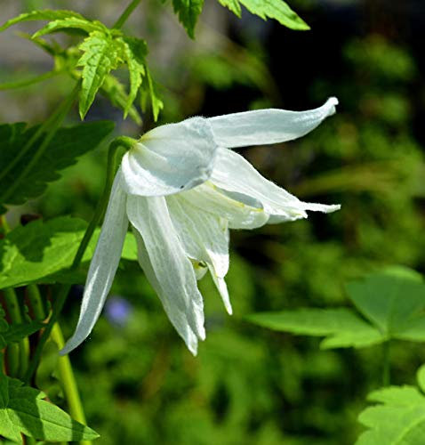 Alpen Waldrebe Albina Plena 60-80cm - Clematis alpina